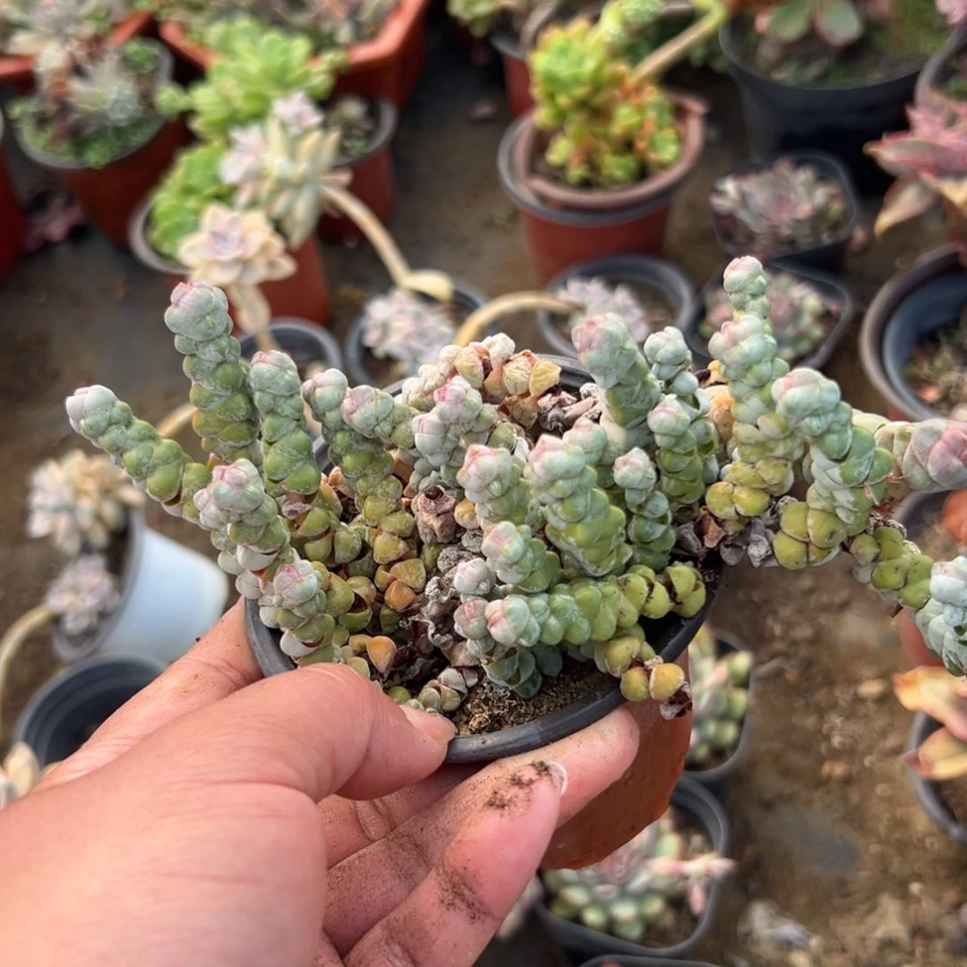 多肉植物多肉植物