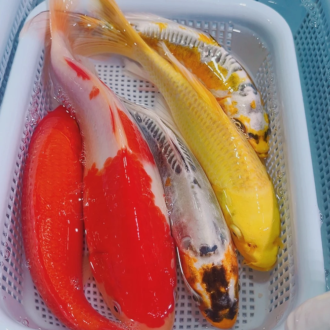 锦鲤锦鲤冷水鱼观赏119