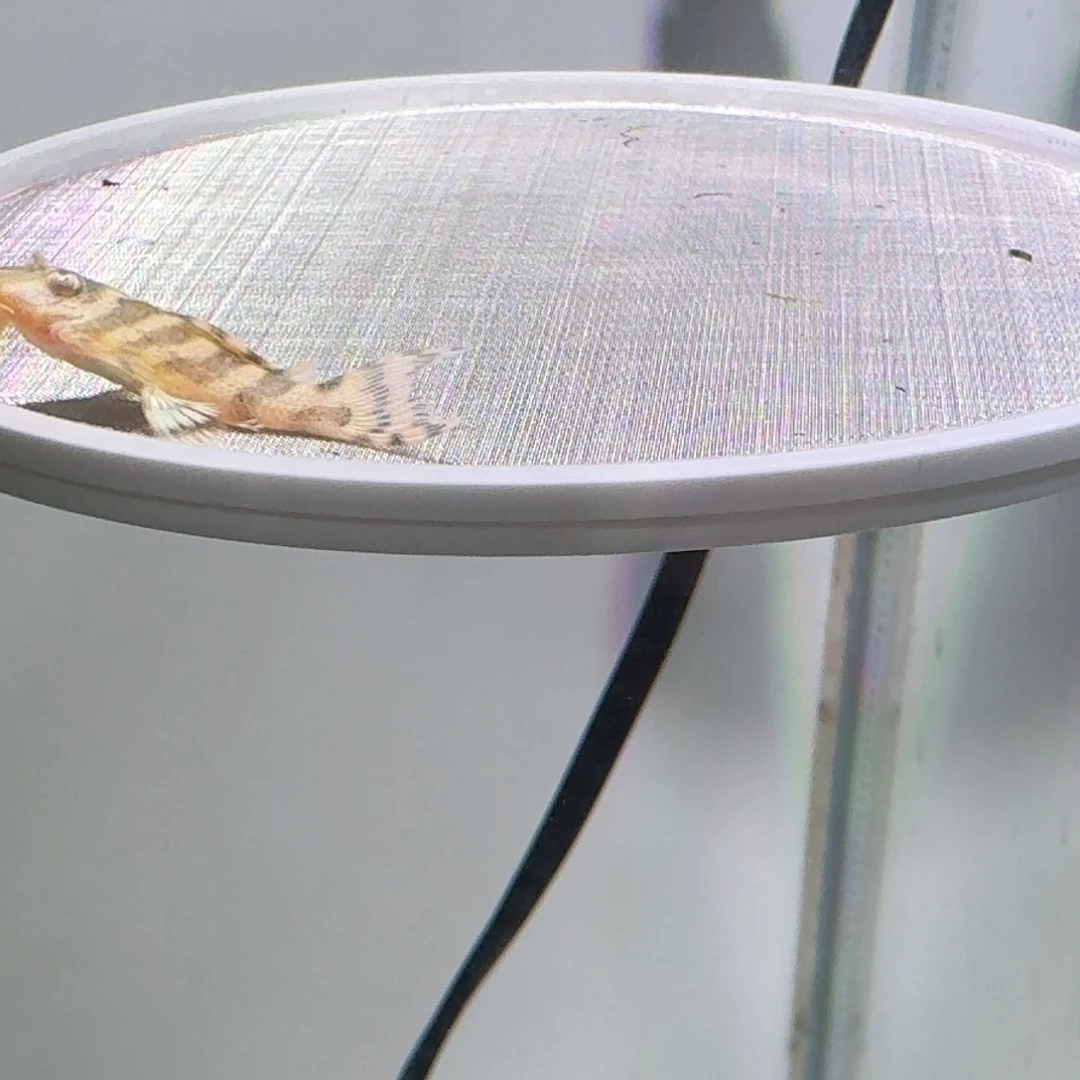 清道夫鱼19号皇室333