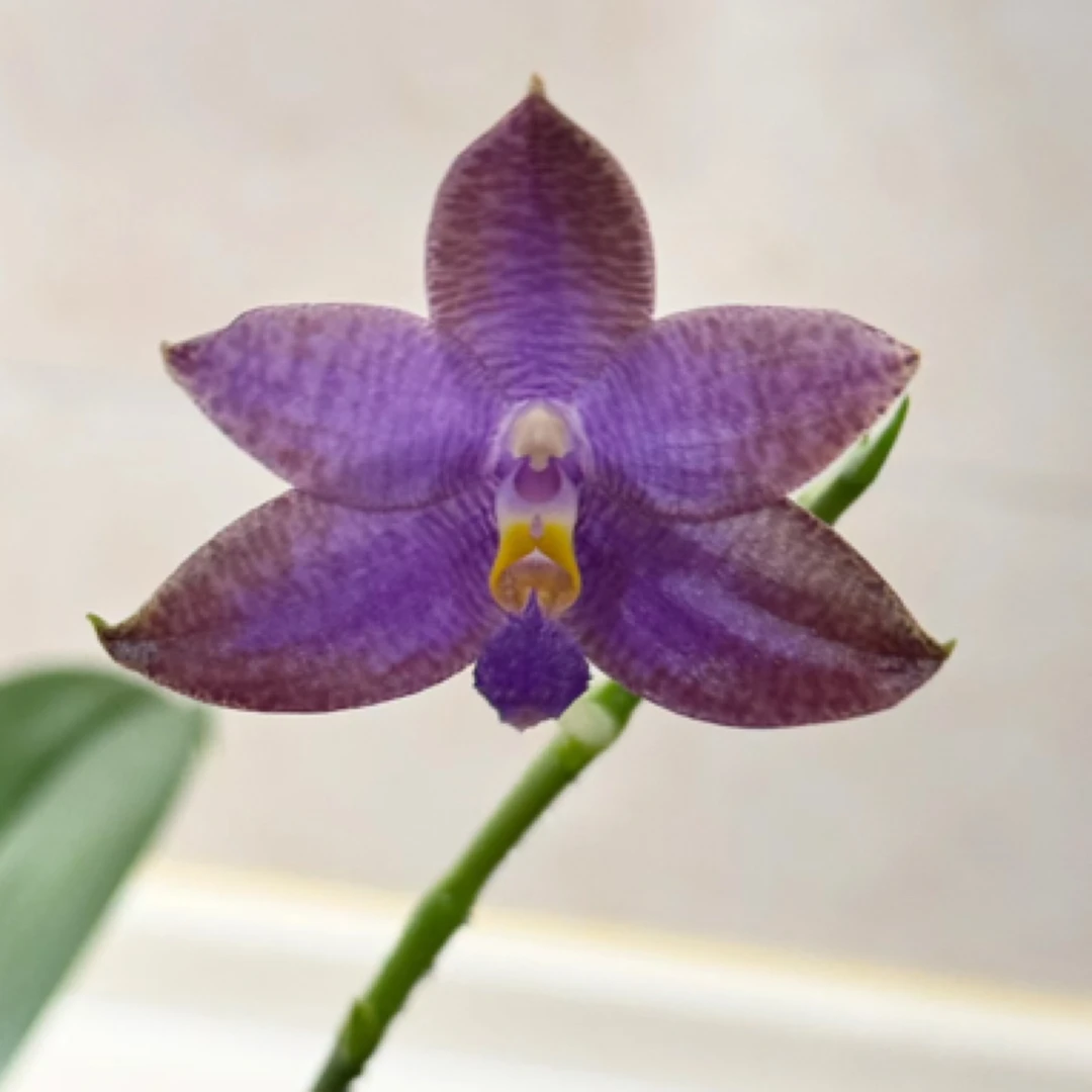 2.5杯 酥维仁 狗交路德