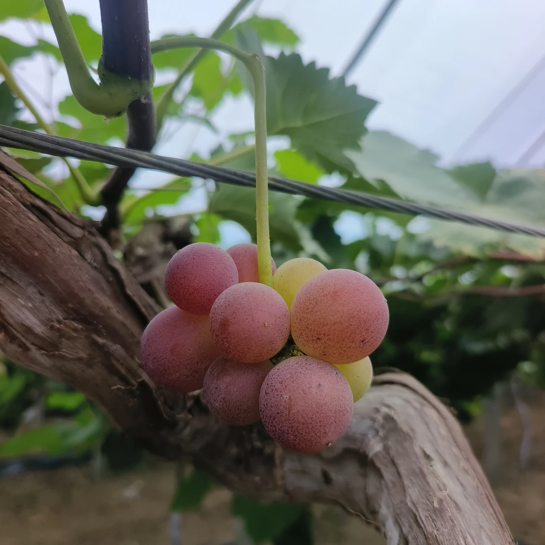 15年经典老树巨峰葡萄葡萄(须穗极少)京东包邮现摘现发货