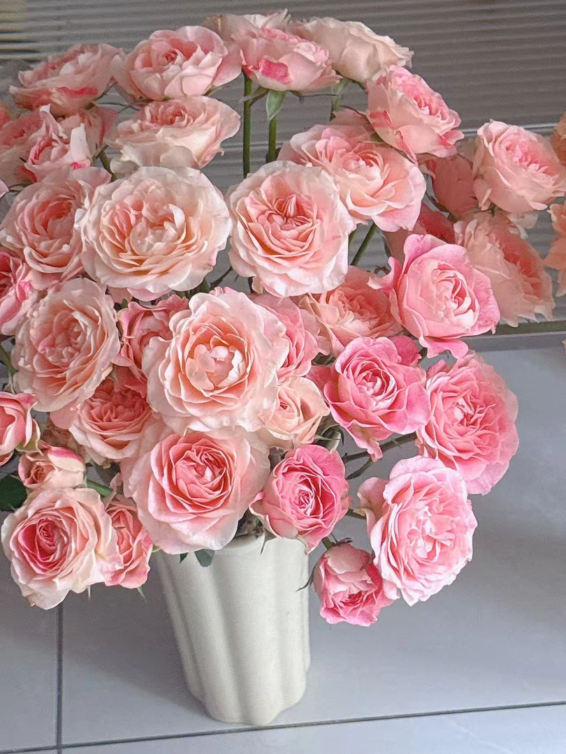 【老牛玫瑰】花间公主 拍下三单及以上顺丰空运包邮10支装家居插花