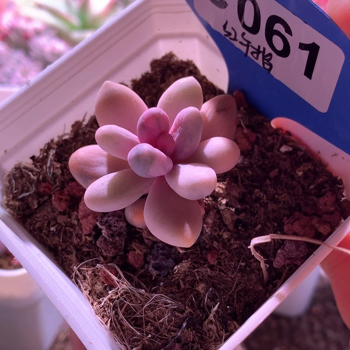 红手指有根有根有根