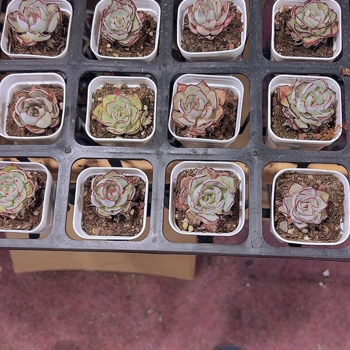 剑斯诺娃精品多肉植物