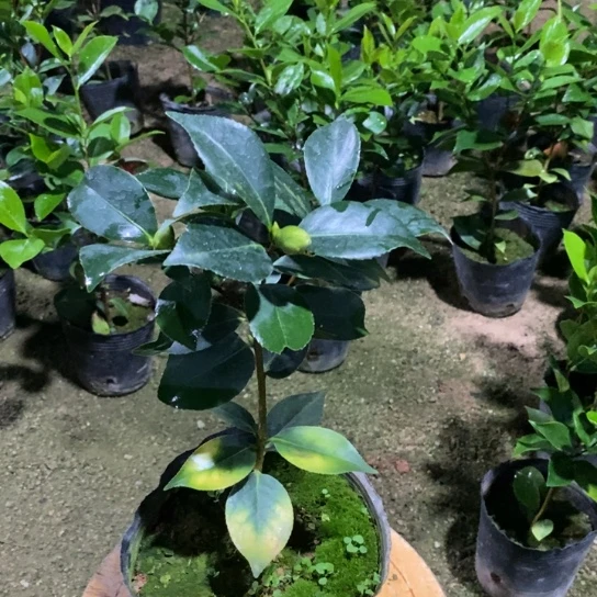 当前无花栽培后可以开花