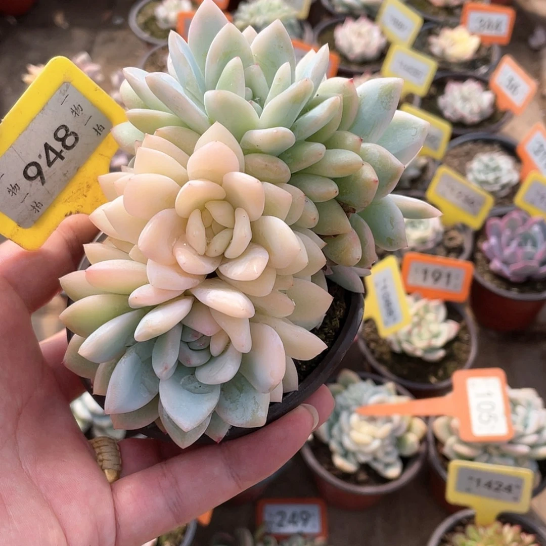 【闪购商品】西**心948号