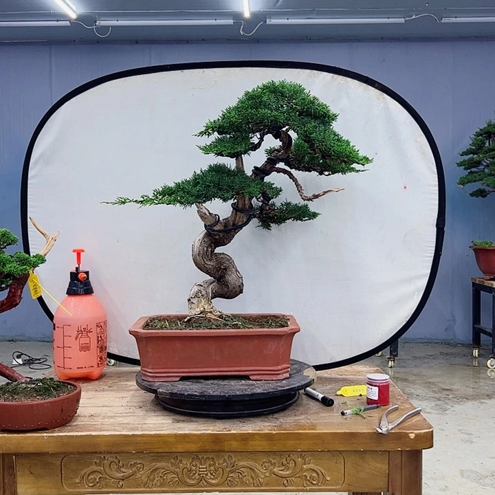 名***泽无花朵老桩老盆济州真柏