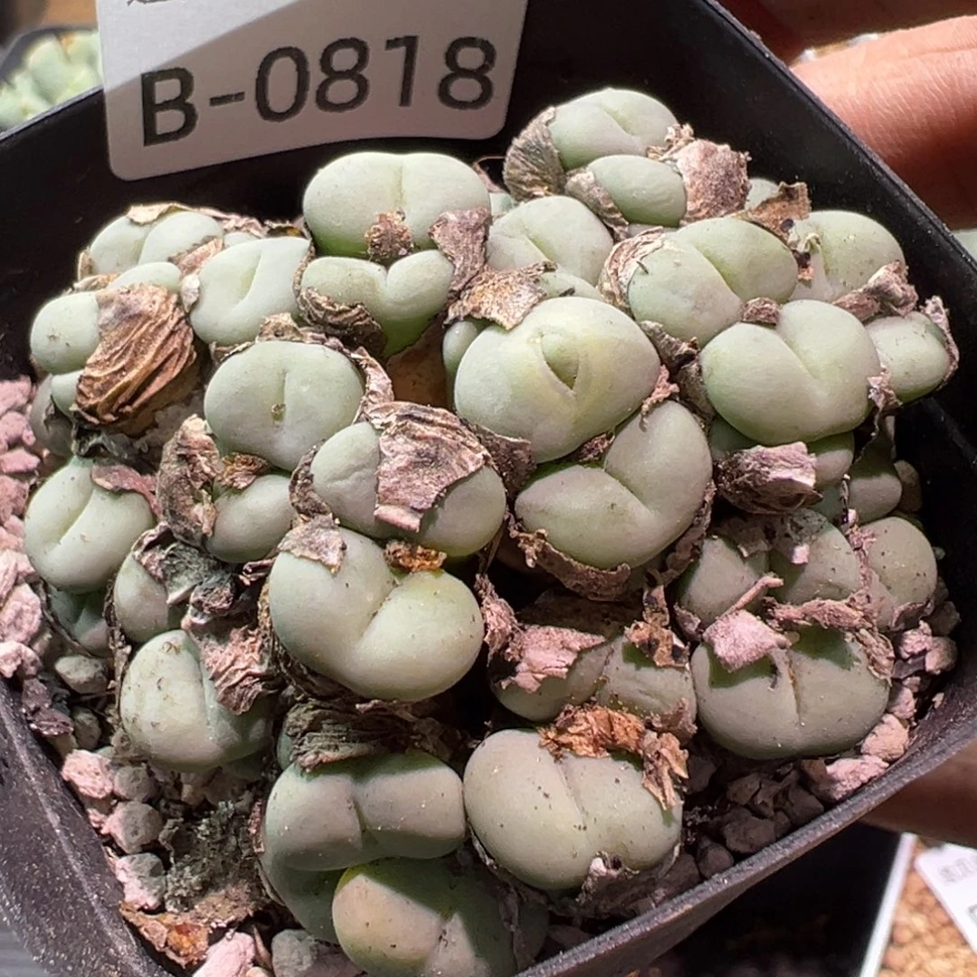 多肉植物1111111111111
