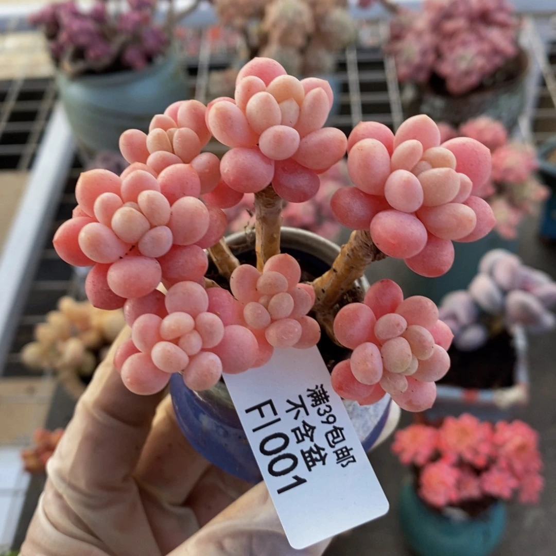 鱼子酱001/6cm多肉