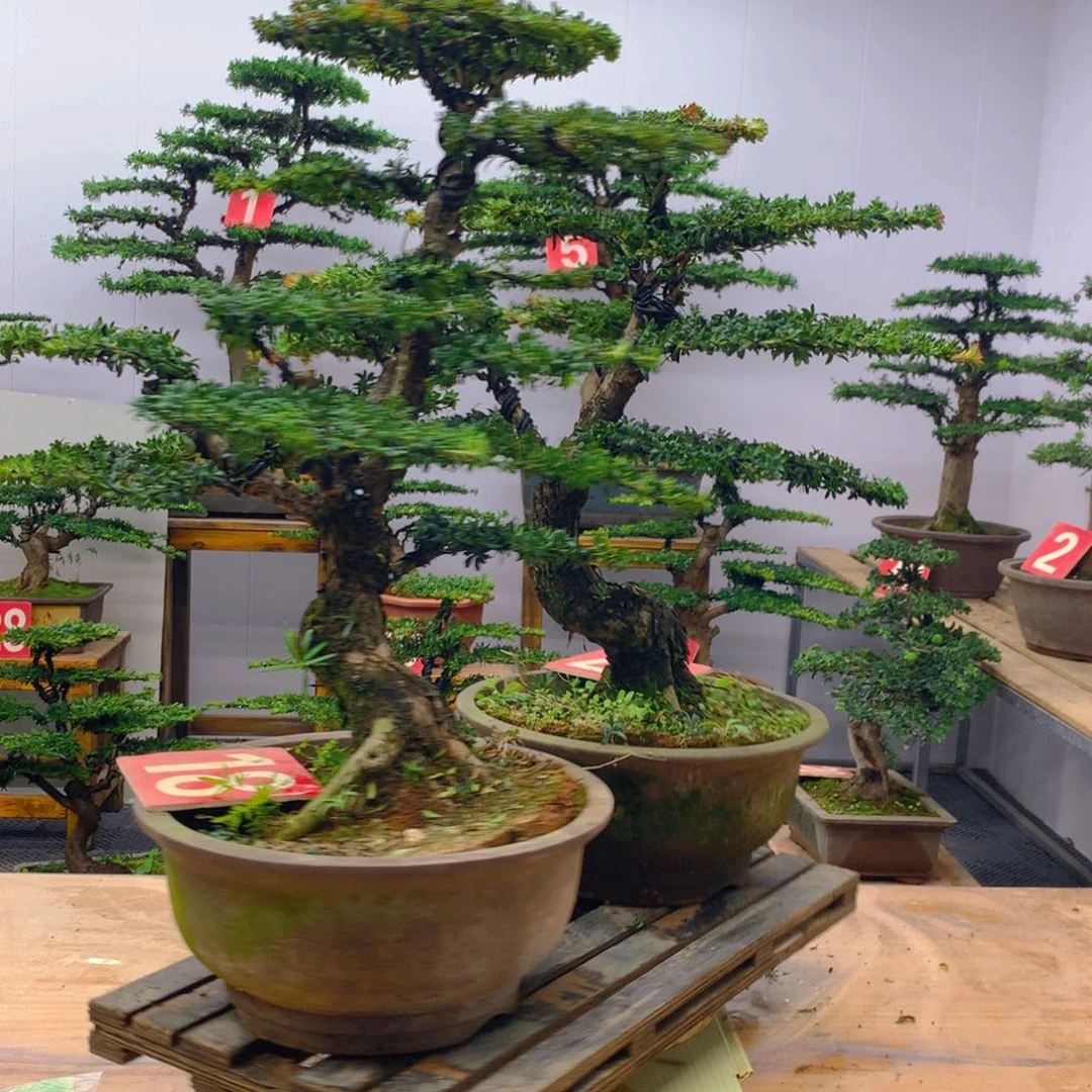 不开花植物罗汉松盆景一对