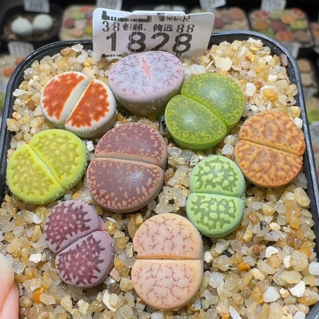 Sssss精品生石花1828