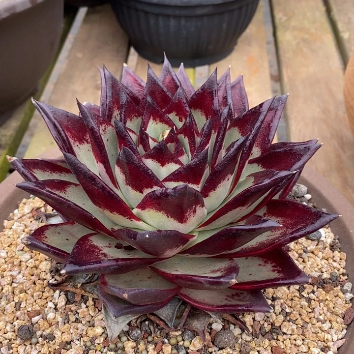 D133- 直播福利 乌木