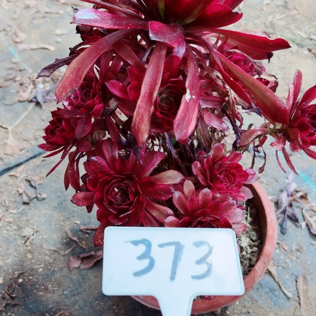 多肉植物美肌法师