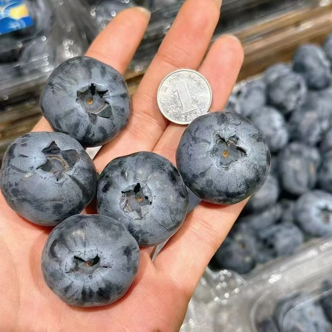 【怡颗限定版大蓝莓】22+大规格 口感脆甜 蓝莓味超浓郁200g/盒