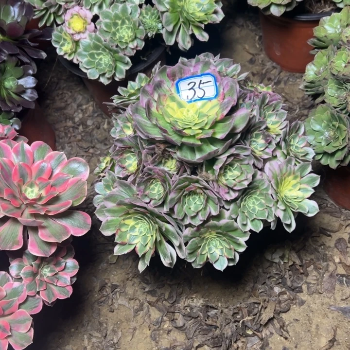 女***氓多肉植物海鲜35法师