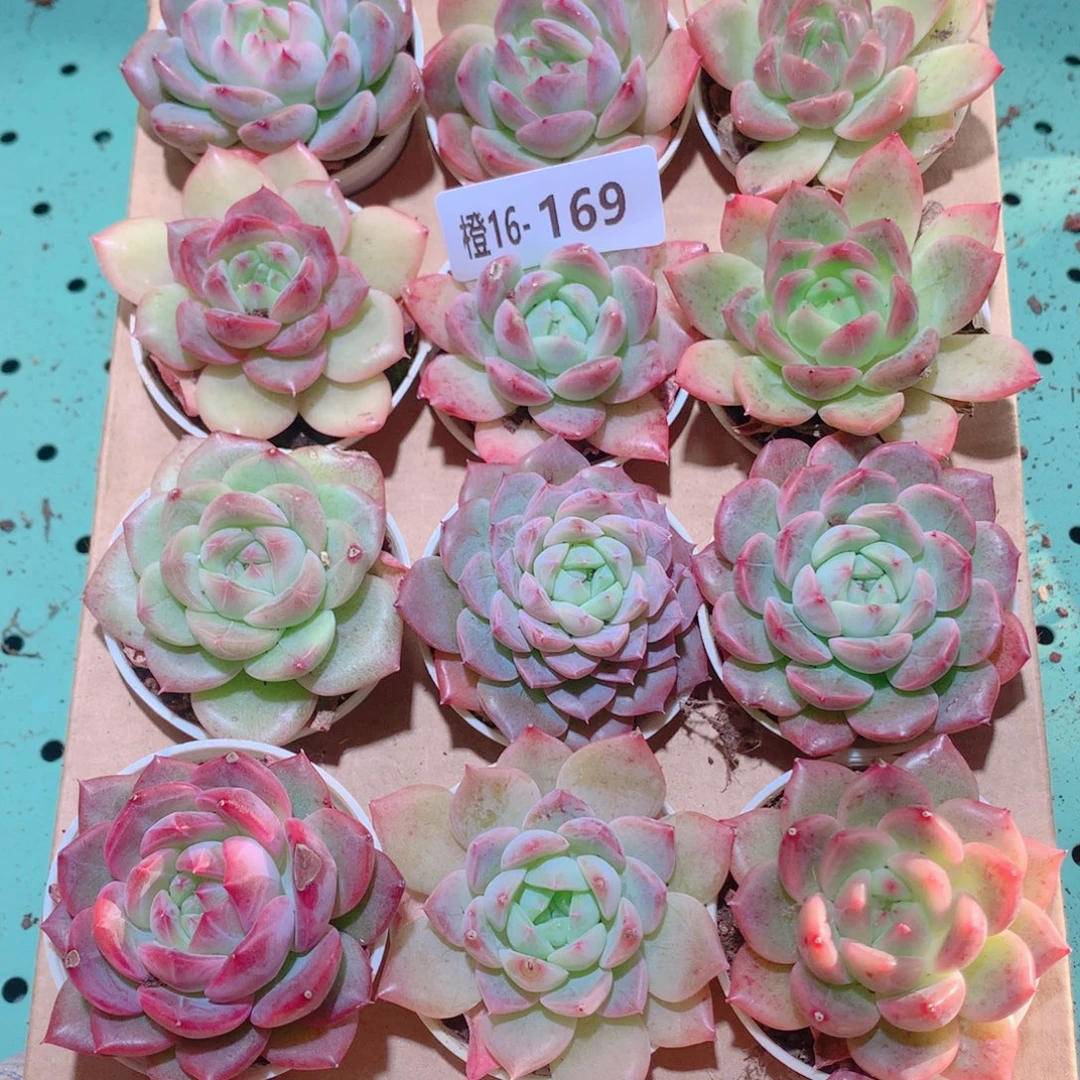 16-169一物一拍多肉带盆18颗