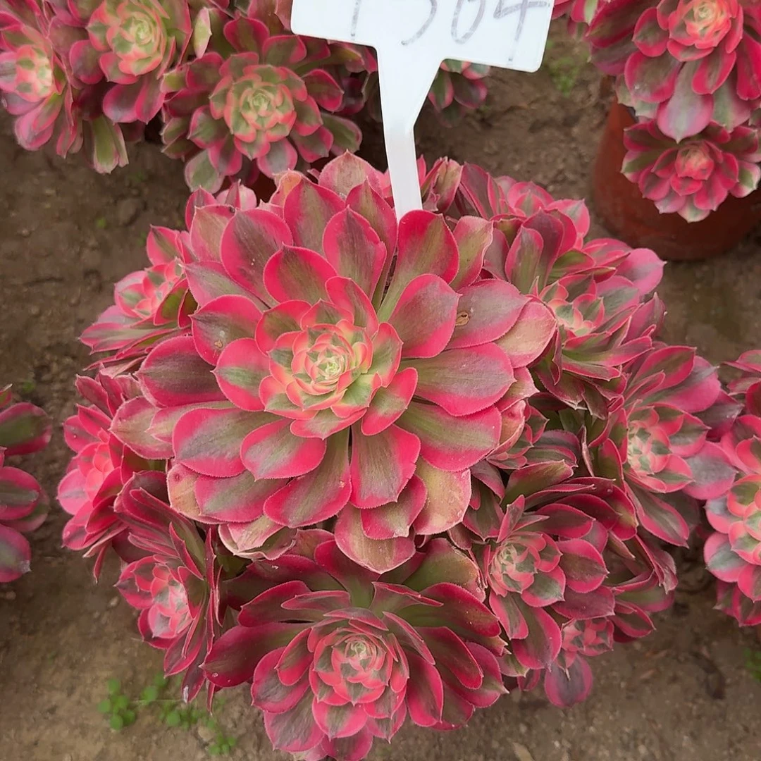 4564粉女郎多肉法师多肉法师