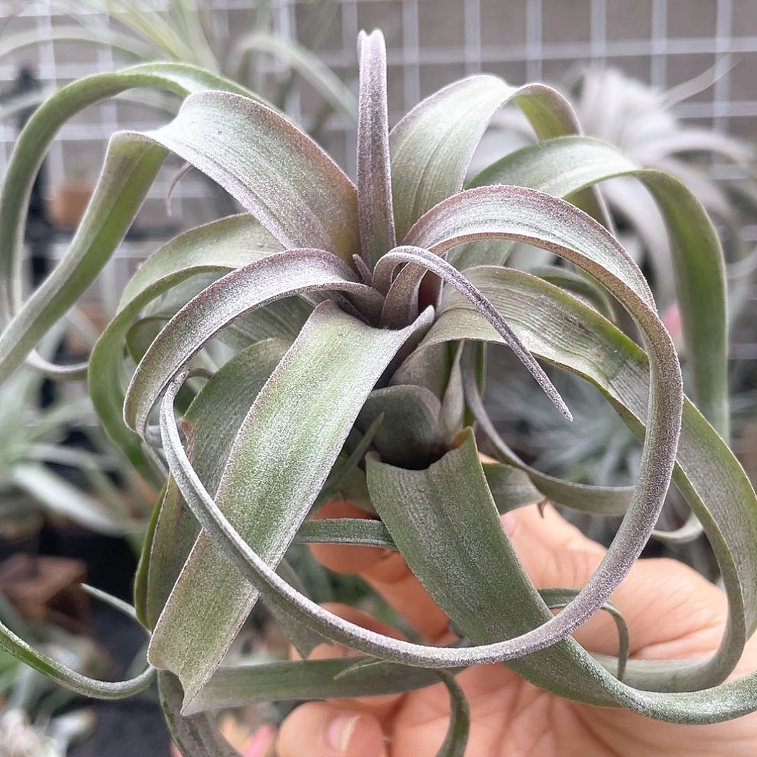 花卷29号有叶损骨折价