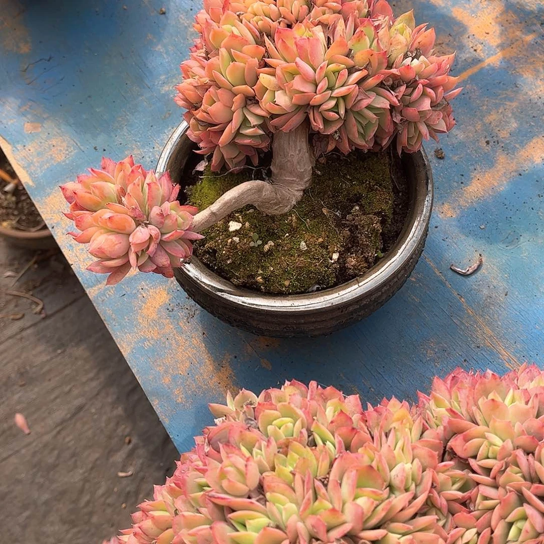 你***子绮罗多肉植物8