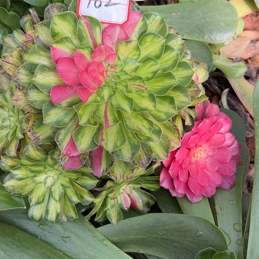 精品多肉植物162知否