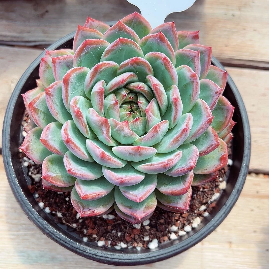 0923-19草莓樱桃。