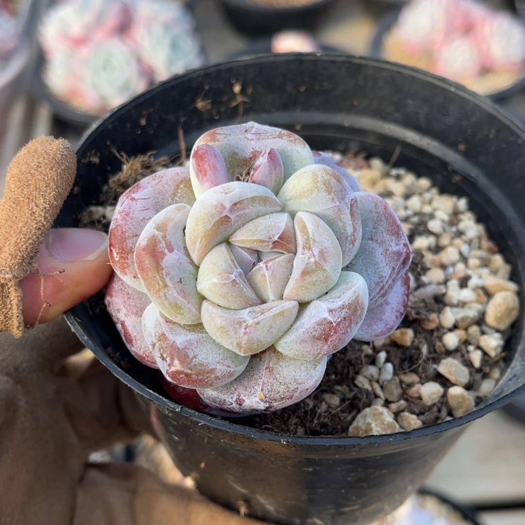 粗腿冰玉满68包邮