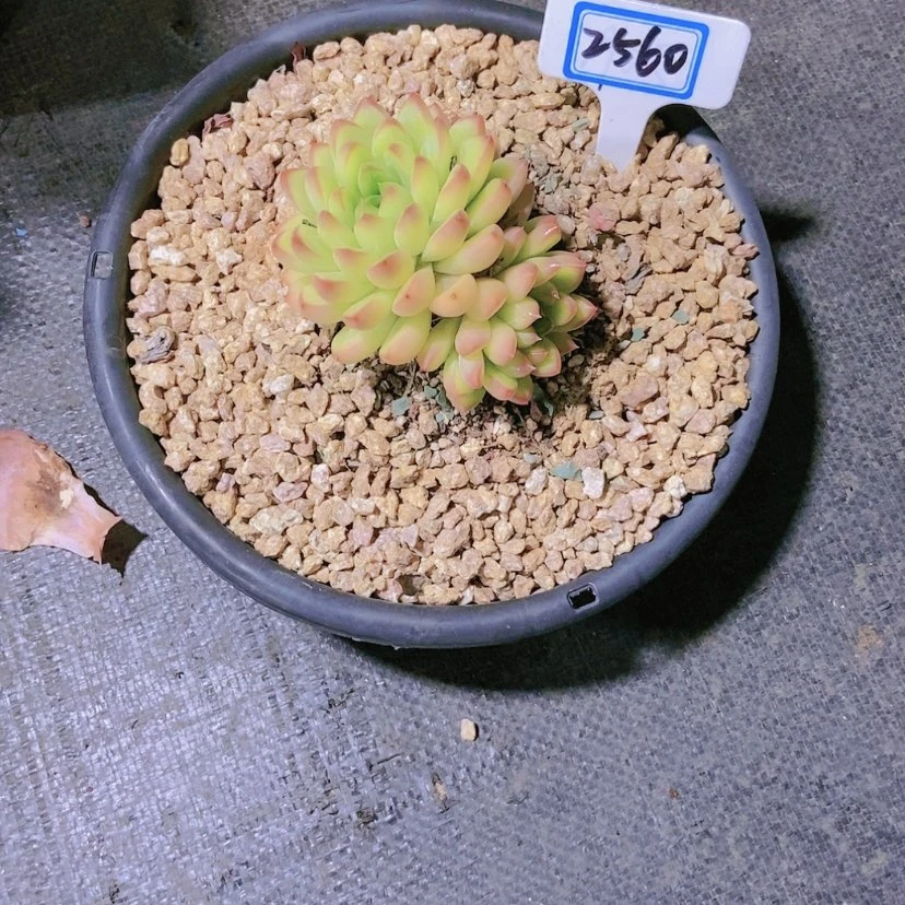 【闪购商品】丸***桃2560