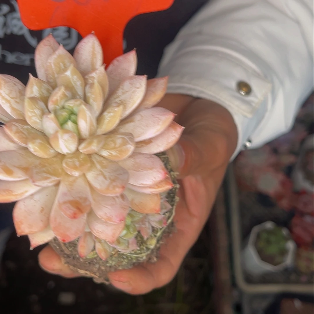 潇**族2642号晚上多肉植物群生多肉