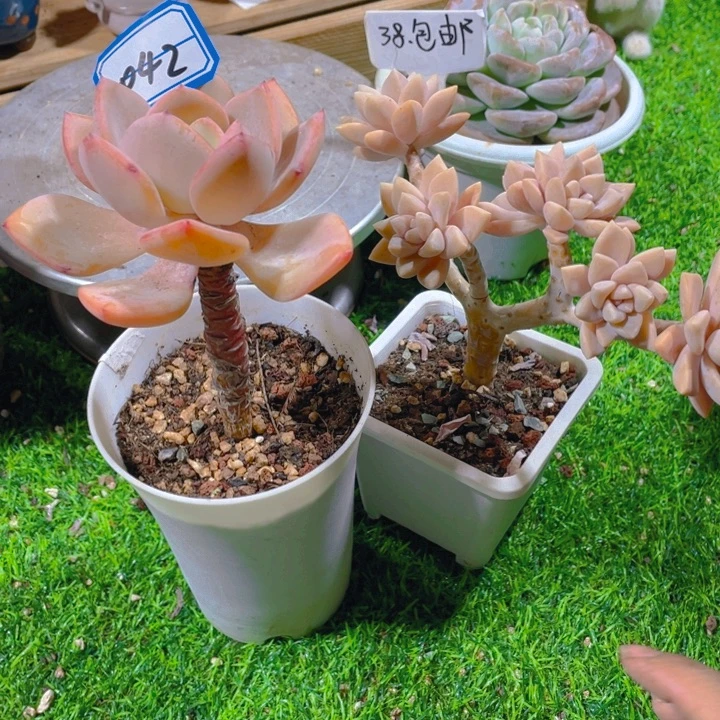 谢谢你的支持00000042