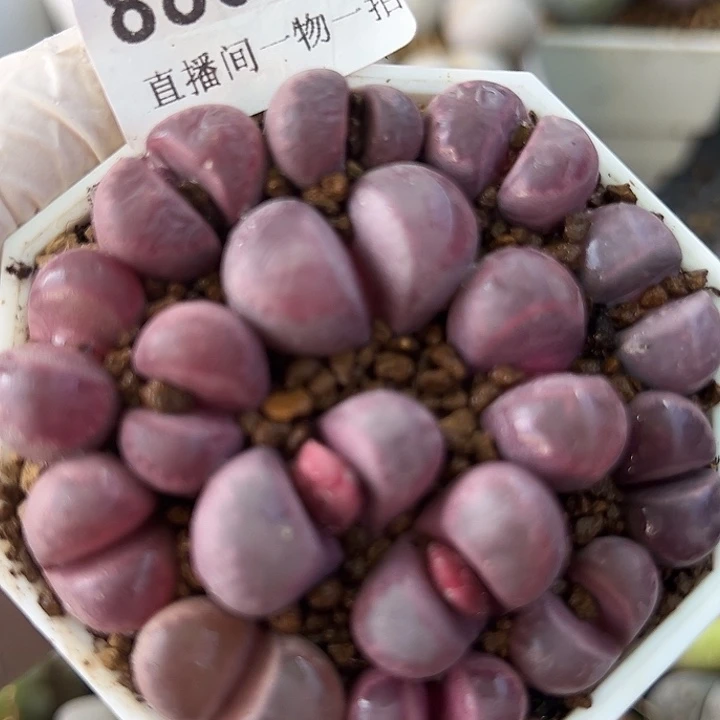 8802 好养易活生石花大母本6.5cm盆