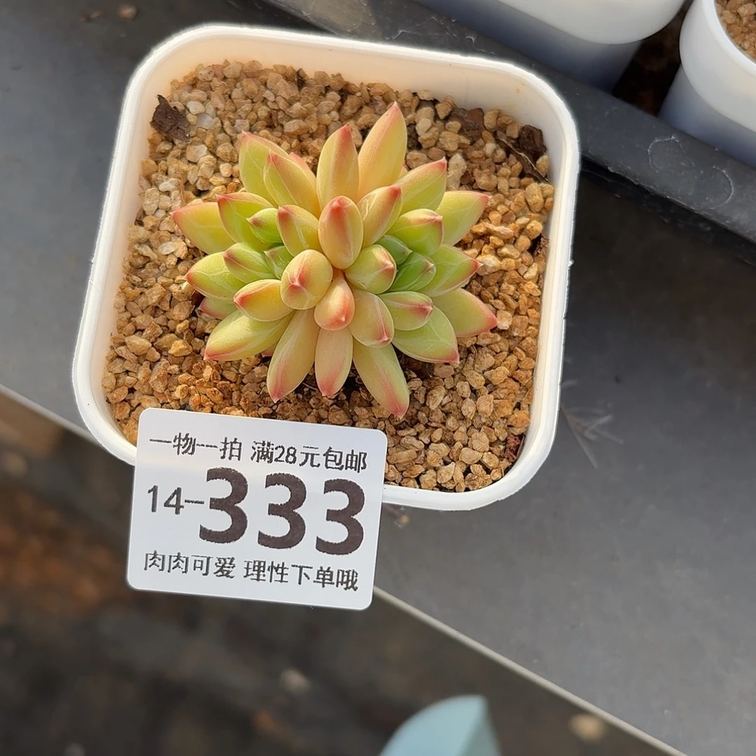 胖体青花瓷无盆土发货无