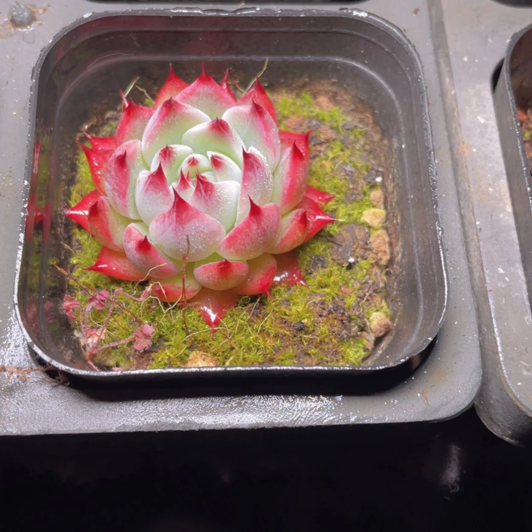 吉娃娃多肉9.9包邮发货