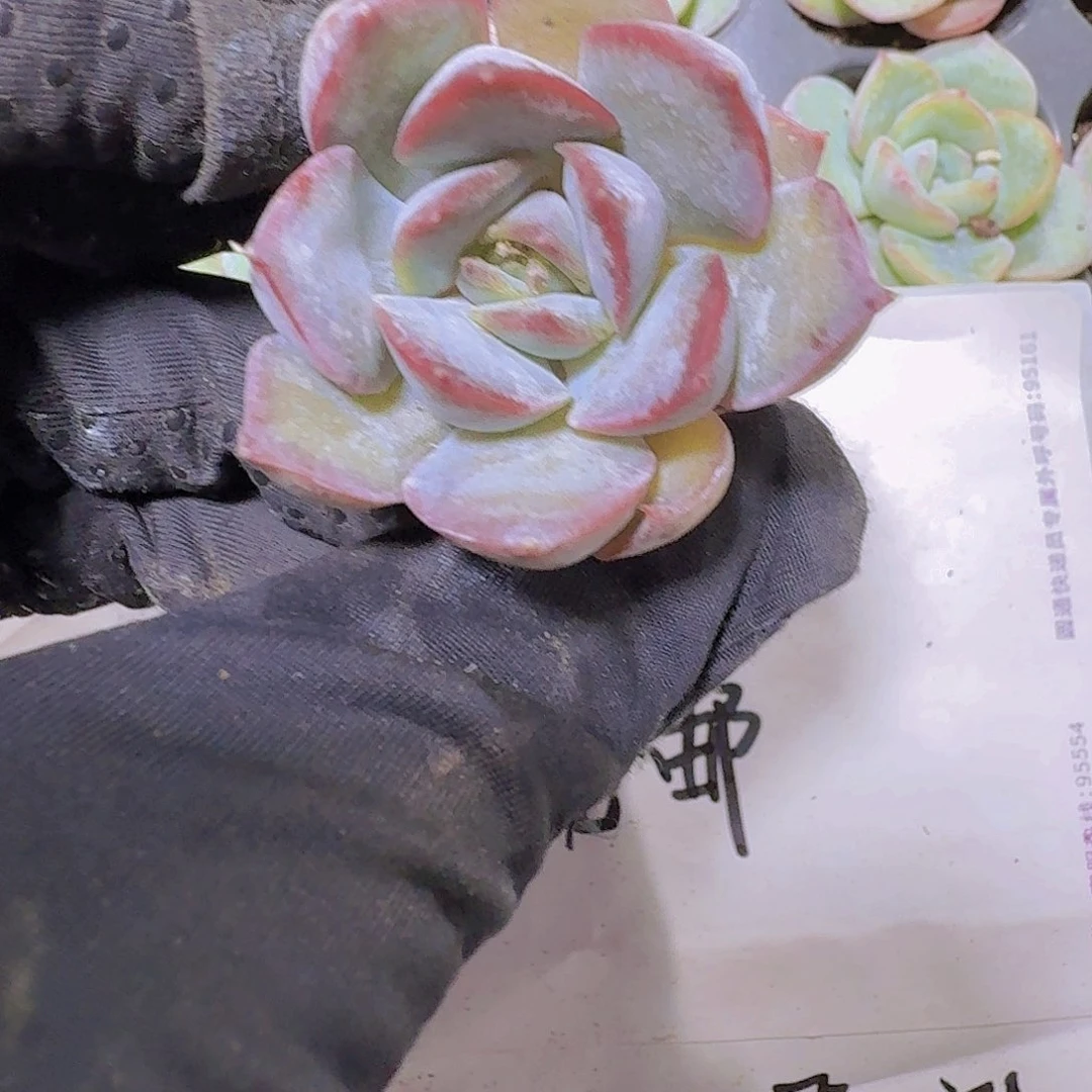 精品暗冰两米三颗