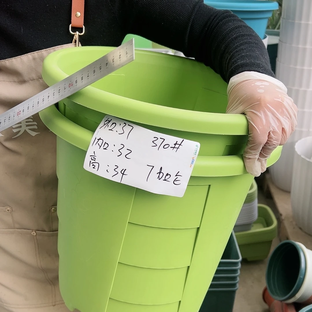 玫瑰370#果绿色4个无托