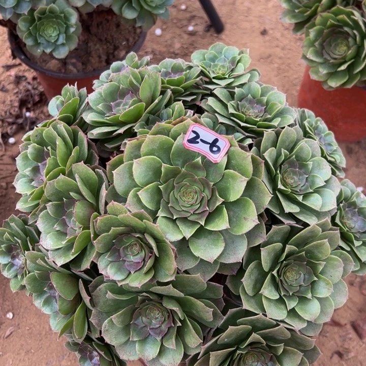 万圣节多肉植物2-6