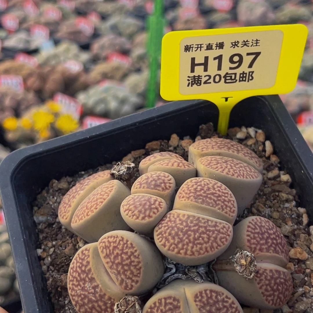 197 生石花大群生大群生