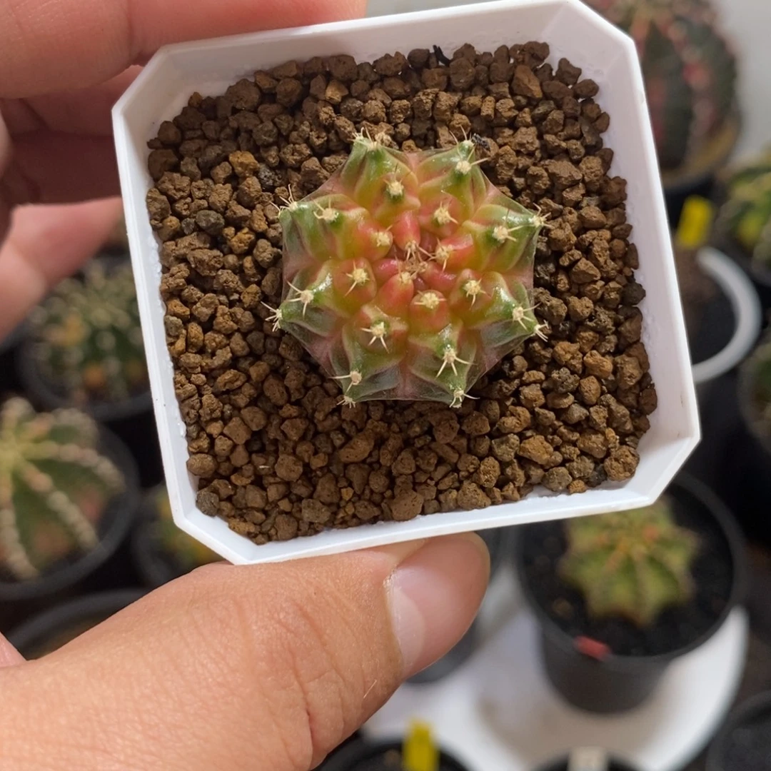 泰系轮回—带盆土发货42