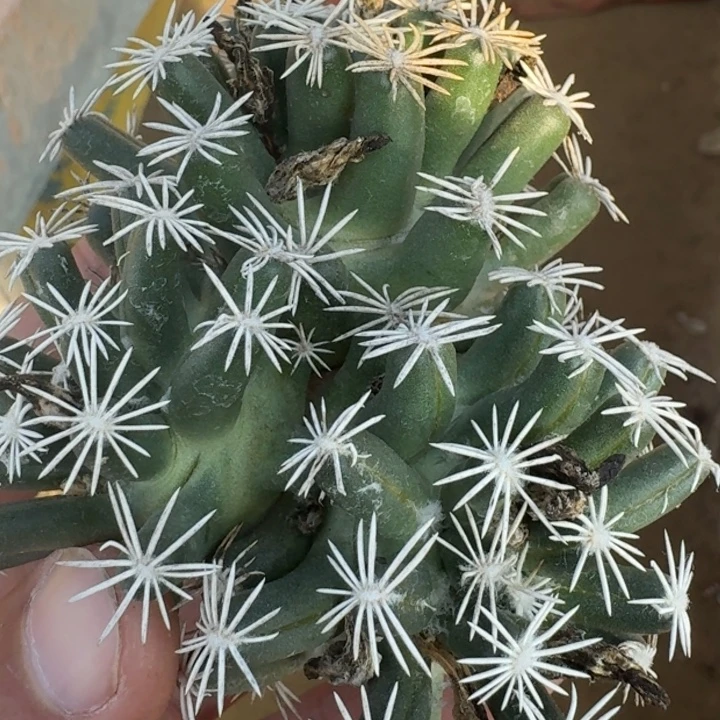 孤月丸无根66666666