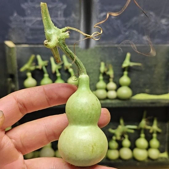飞***羽天津嘴儿咕噜咕噜