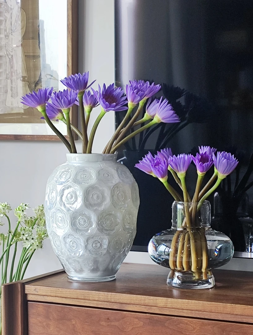 （只发新疆）京东快递，A级睡莲紫色，10一扎