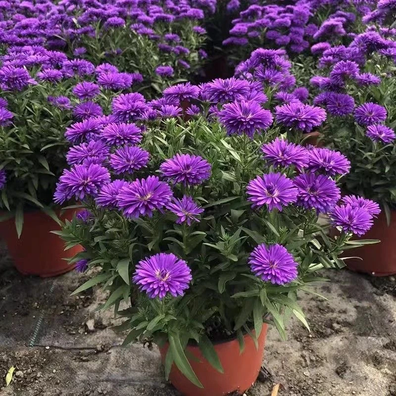 蓝花紫苑翠菊盆栽带花苞多年生宿根花卉好养阳台室内室外庭院耐寒