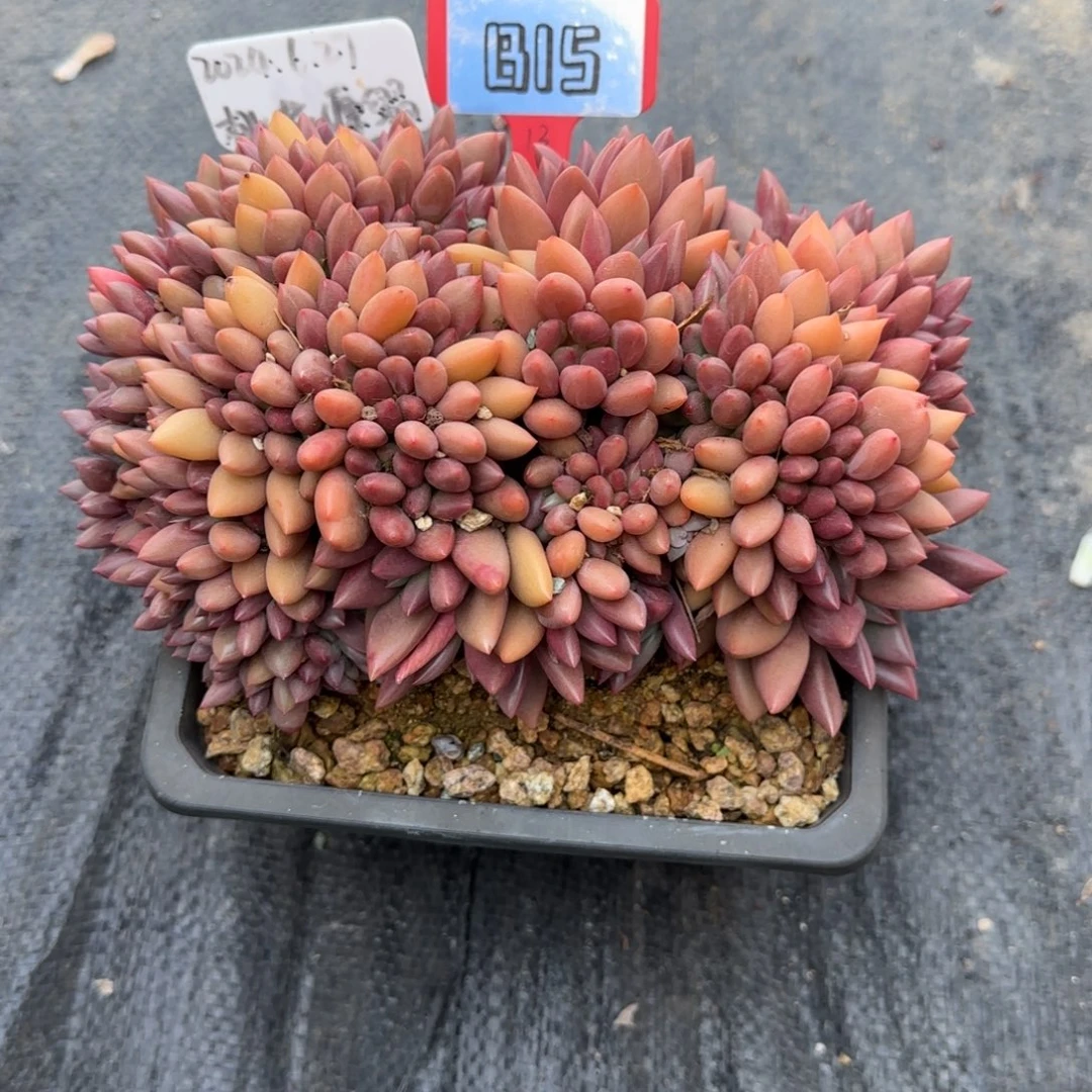 一物一拍桃花源B15
