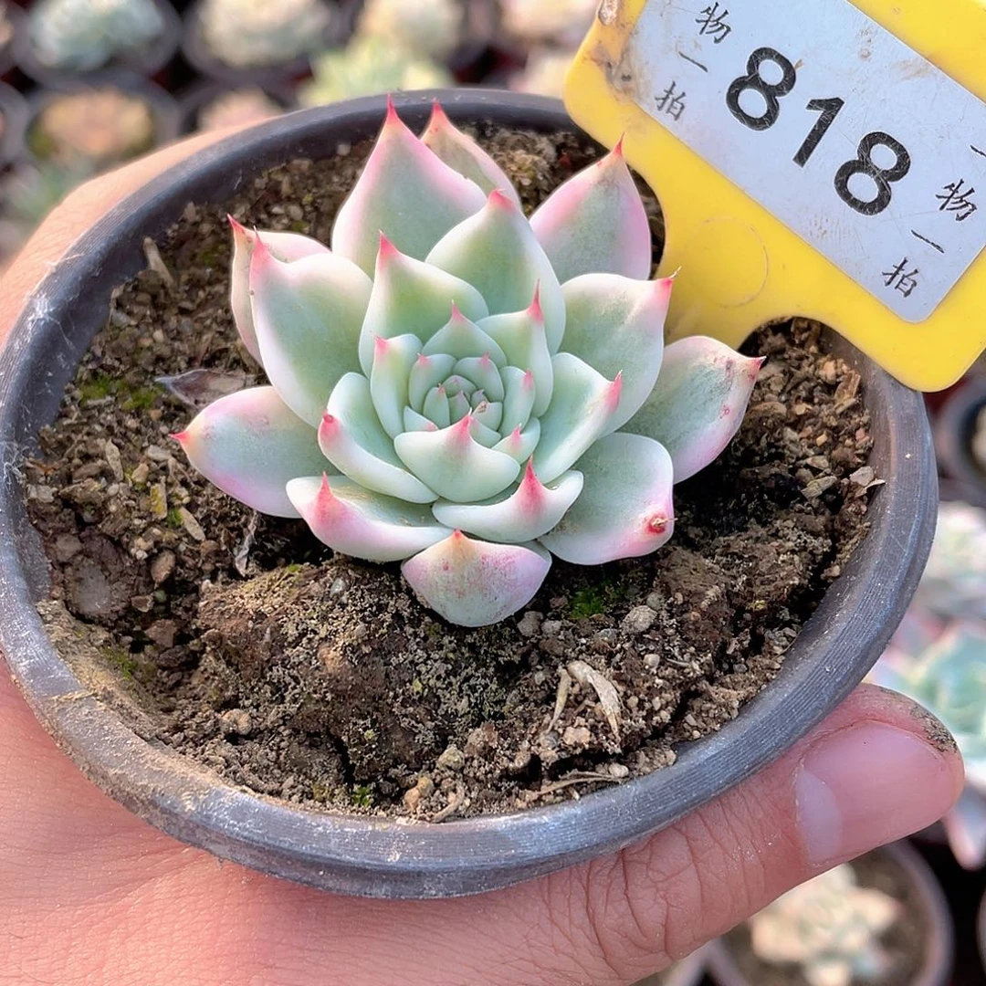 吉娃娃锦818号多肉植物
