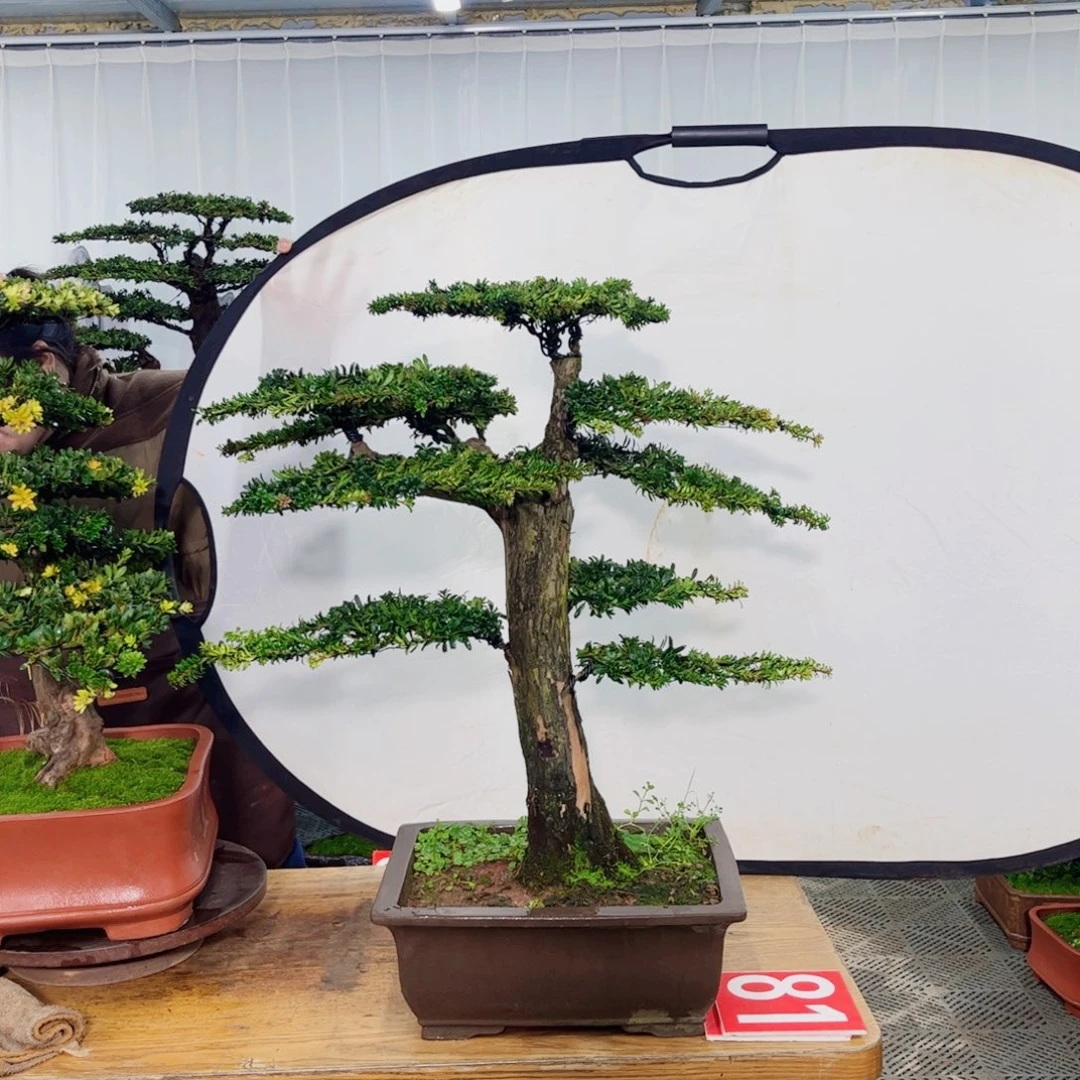 罗汉松盆景艺术作品