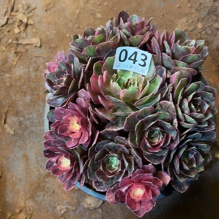 043黑魔锦掌心多肉法师锦