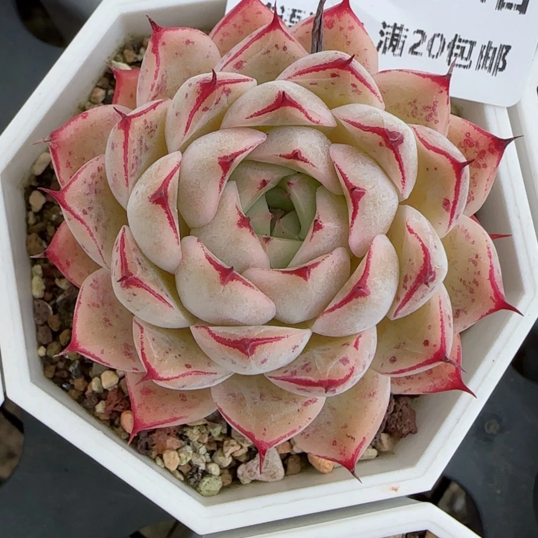 花语逸境0221-163