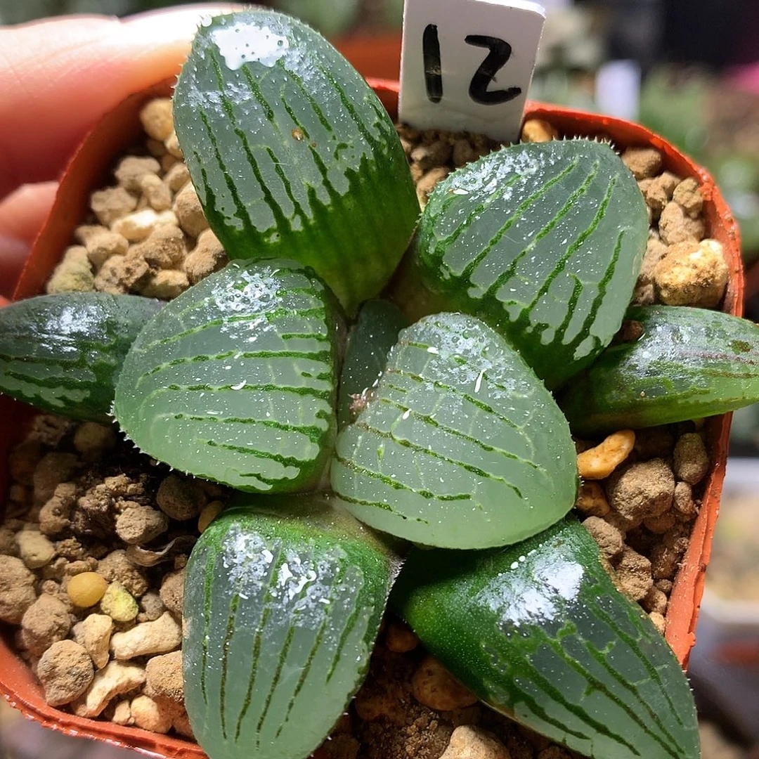 魔界宫带盆土发货