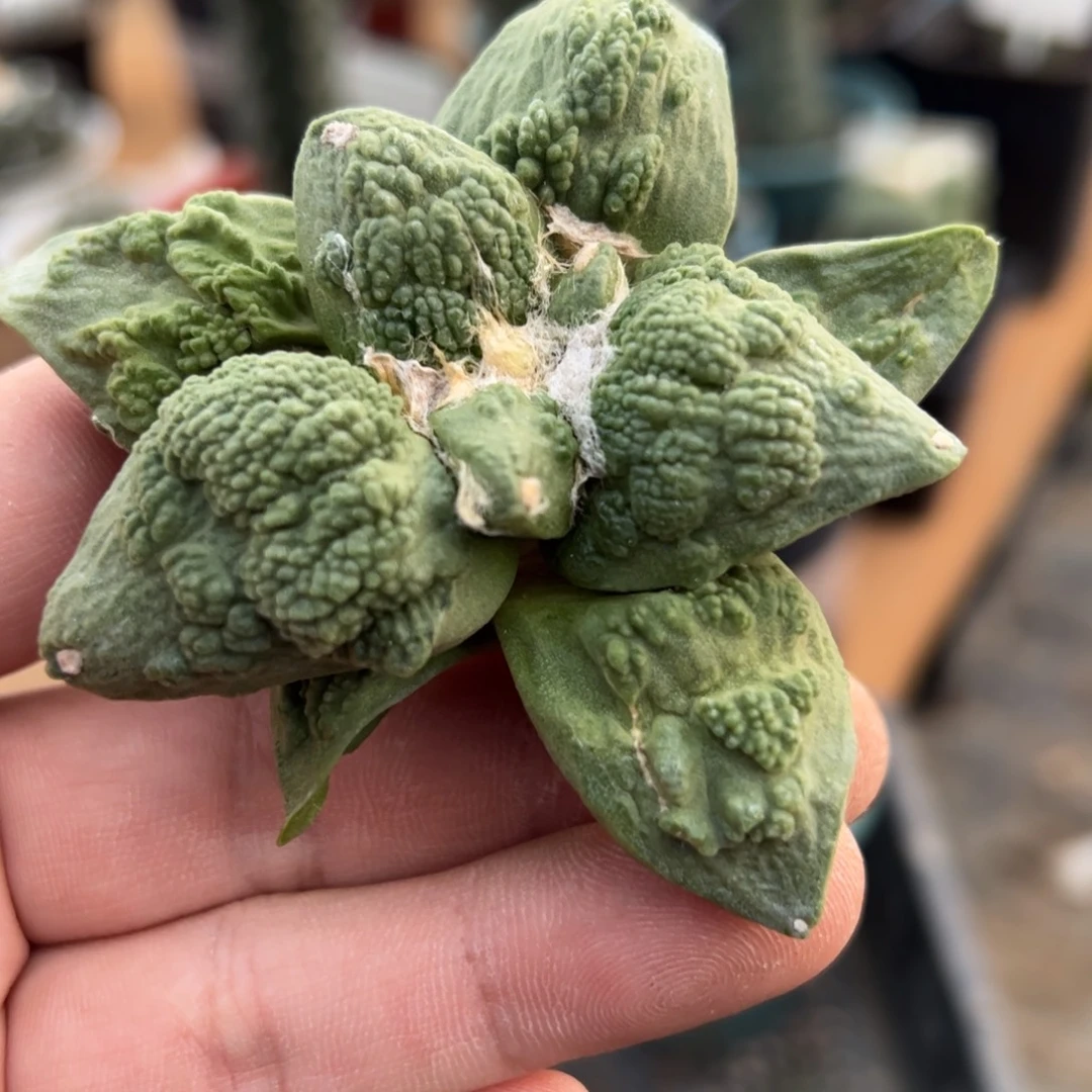 无花朵333实生怒涛mmmmmm