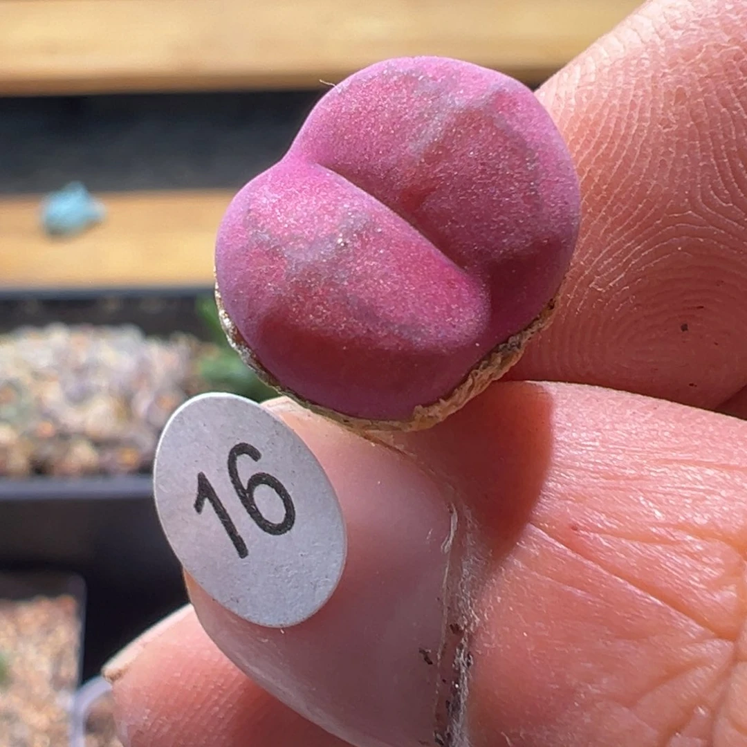 多肉植物111111111111