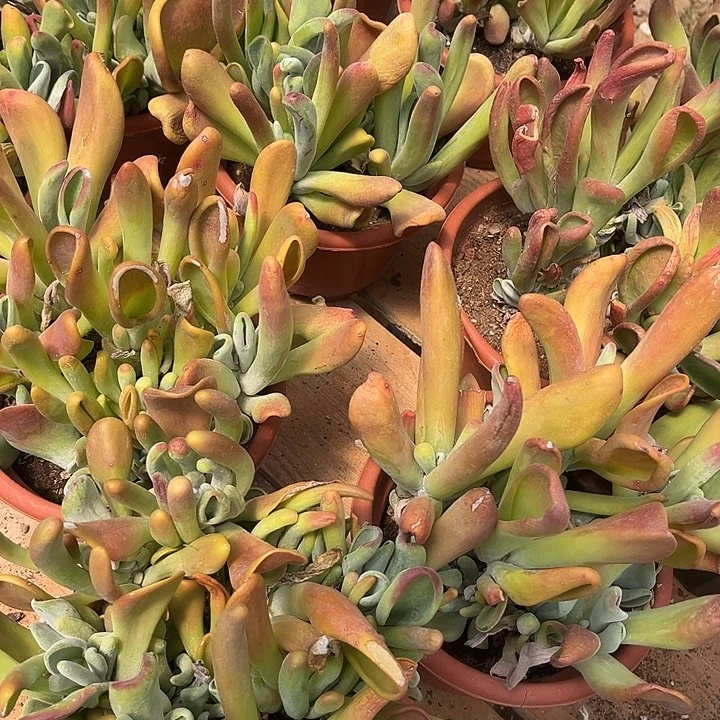 火狐狸11.99多肉植物